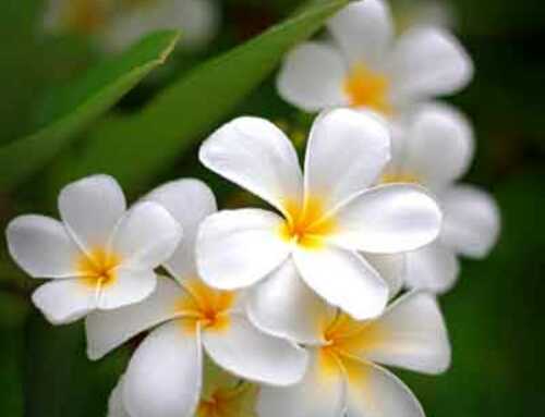 ચિંતન : સંગીત થકી તણાવમુક્તિ : વનિતા ઠક્કર