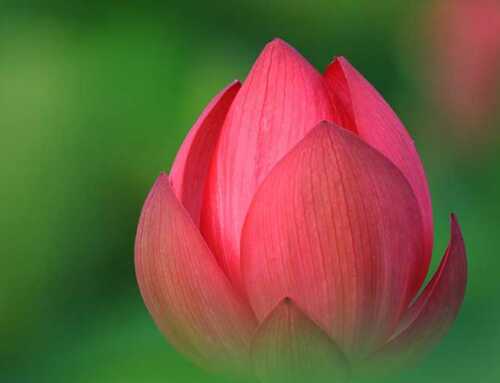 દિવ્યવાણી : વિવેકચૂડામણિ : શ્રી આદિશંકરાચાર્ય