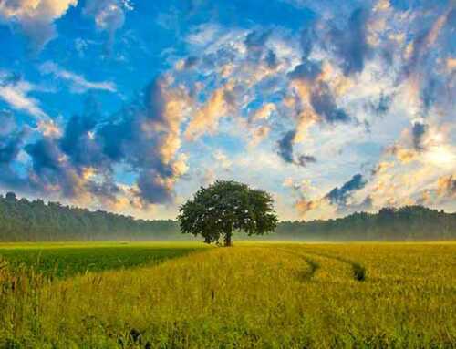 સંસ્મરણ : સ્વામી પ્રેમાનંદના સાંનિધ્યમાં : સ્વામી પ્રેમાનંદ