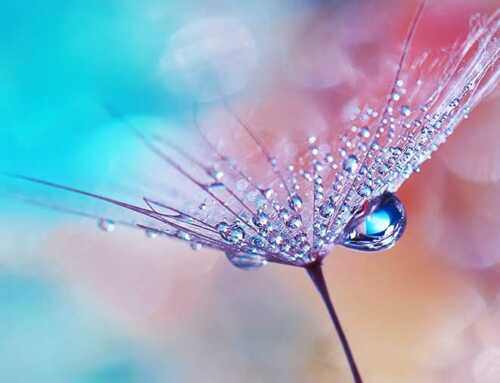 જીવન ચરિત્ર : સ્વામી વિરજાનંદ : સ્વામી અબ્જજાનંદ