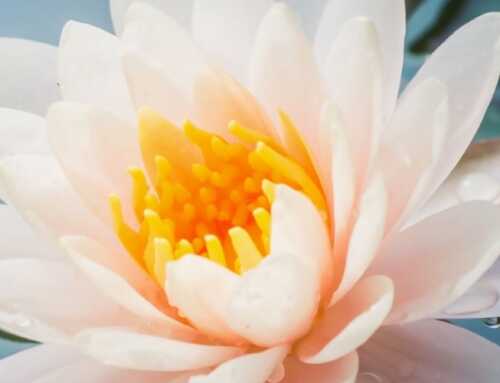 સંસ્મરણ : પવિત્રતા સ્વરૂપિણી : જોસેફાઈન મેક્લાઉડ