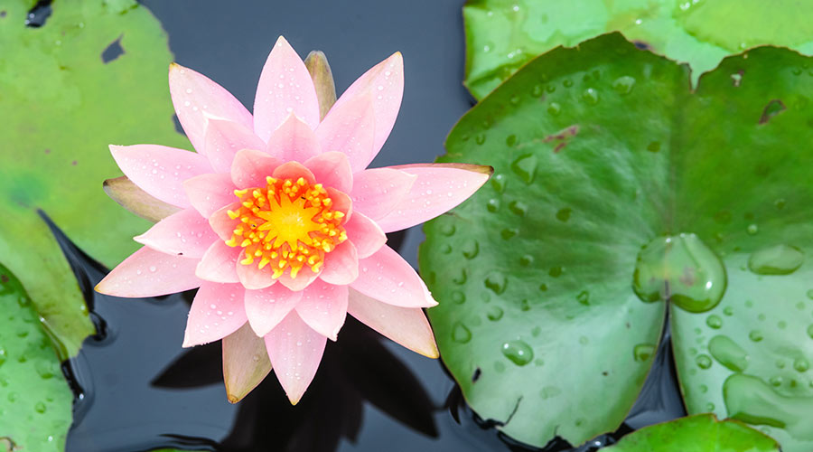 01-January-1998-Anandbrahma