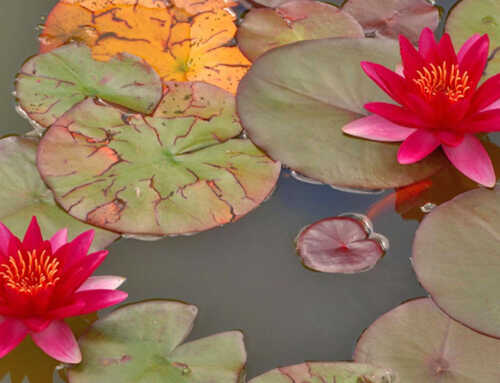 કાવ્ય : પ્રાર્થના : ડૉ. યશવંત ત્રિવેદી