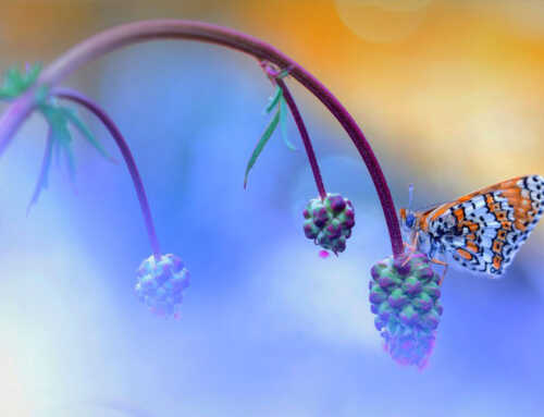 એક બુંદ ઓડકાર : મહેન્દ્ર જોષી