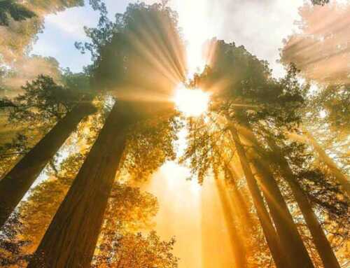 સોનેરી સાદ : હરેશ ‘તથાગત્’