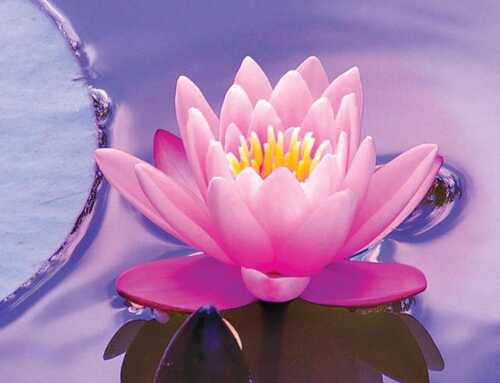 અધ્યાત્મ : યોગ અને વિયોગ : સ્વામી ભજનાનંદ