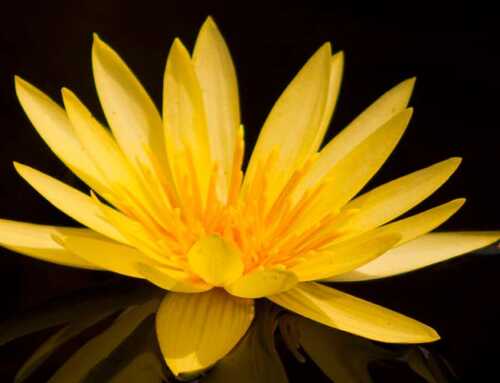 સ્વામી બ્રહ્માનંદ ચરિત : સ્વામી પ્રભાનંદ